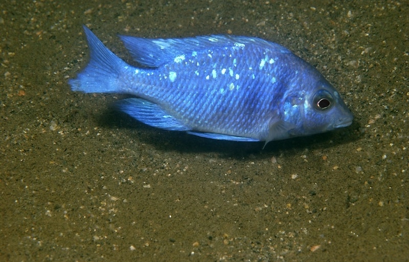 Placidochromis sp. 'phenochilus tanzania' Makonde